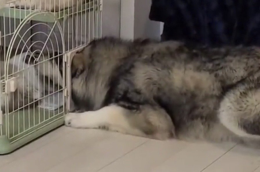 顔を突っ込んだ犬