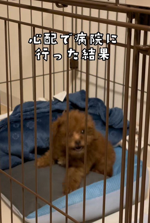 注射後のむぎ君5