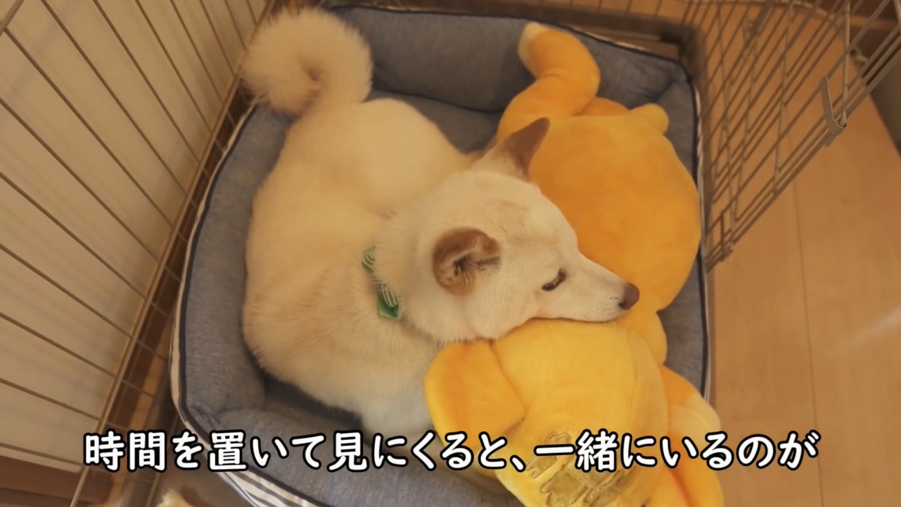 ぬいぐるみの背中にあご乗せ♡