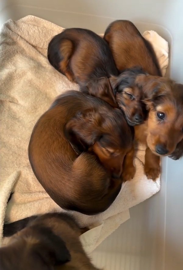 起きてしまった子犬
