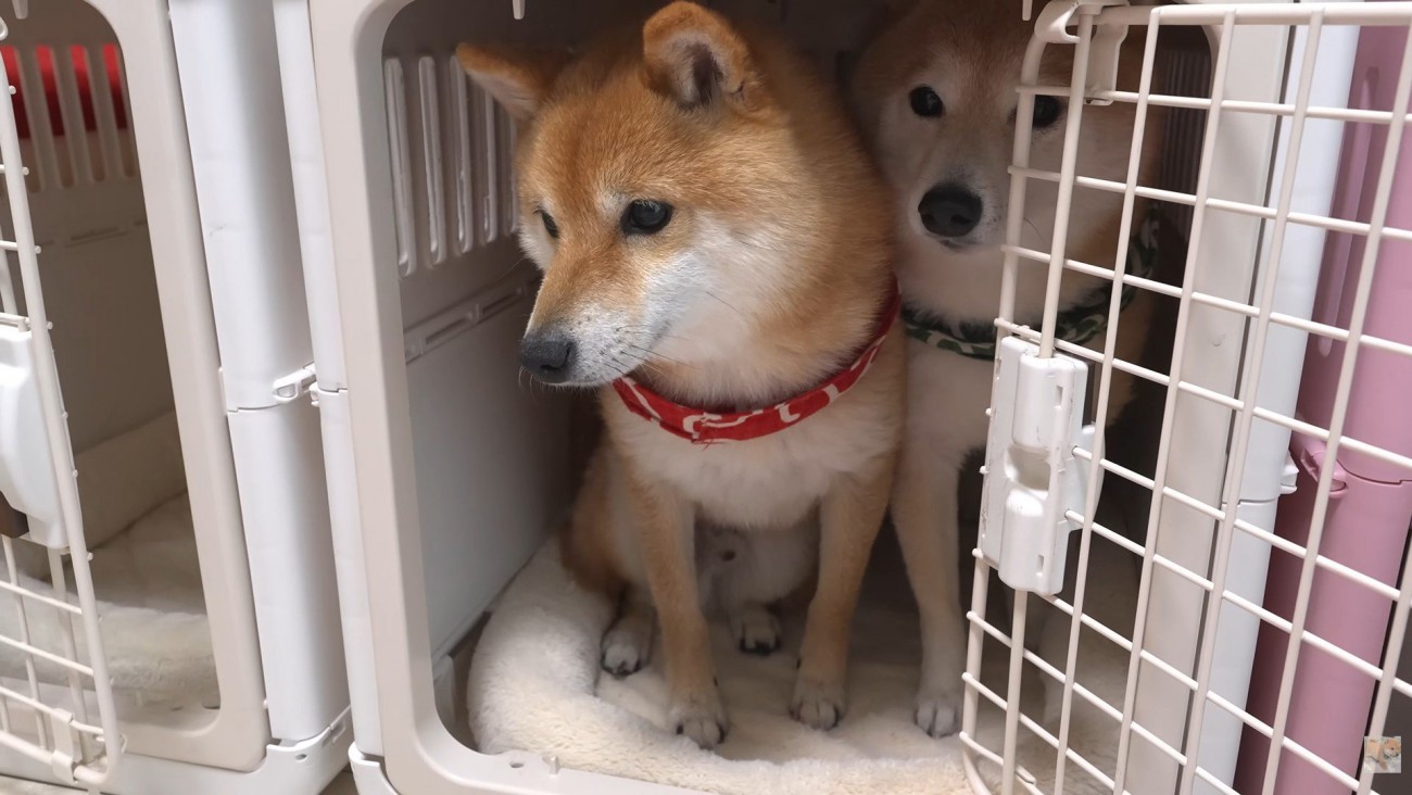 ぎゅうぎゅう詰めでお座り♡
