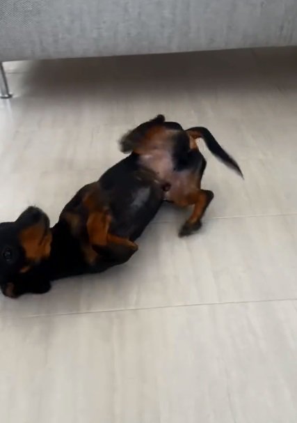 ゴロンするオーレくん