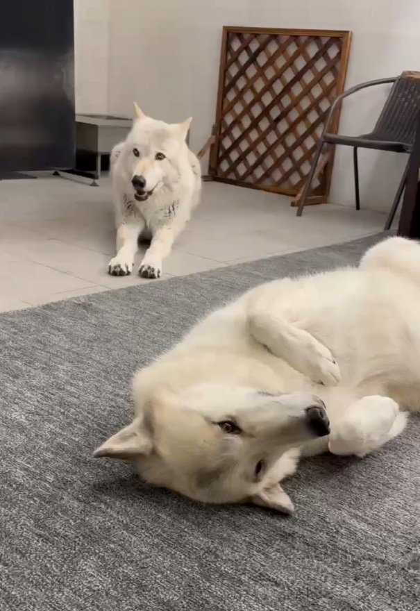 撫でられ待ちのナオちゃん