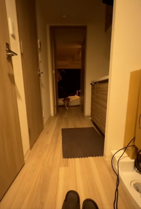 部屋の奥から走ってくるイブキくん