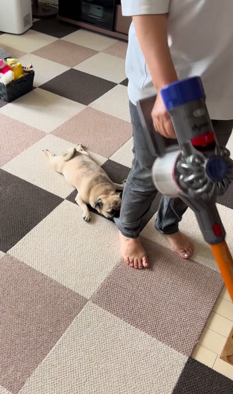 裾をくわえている小型犬