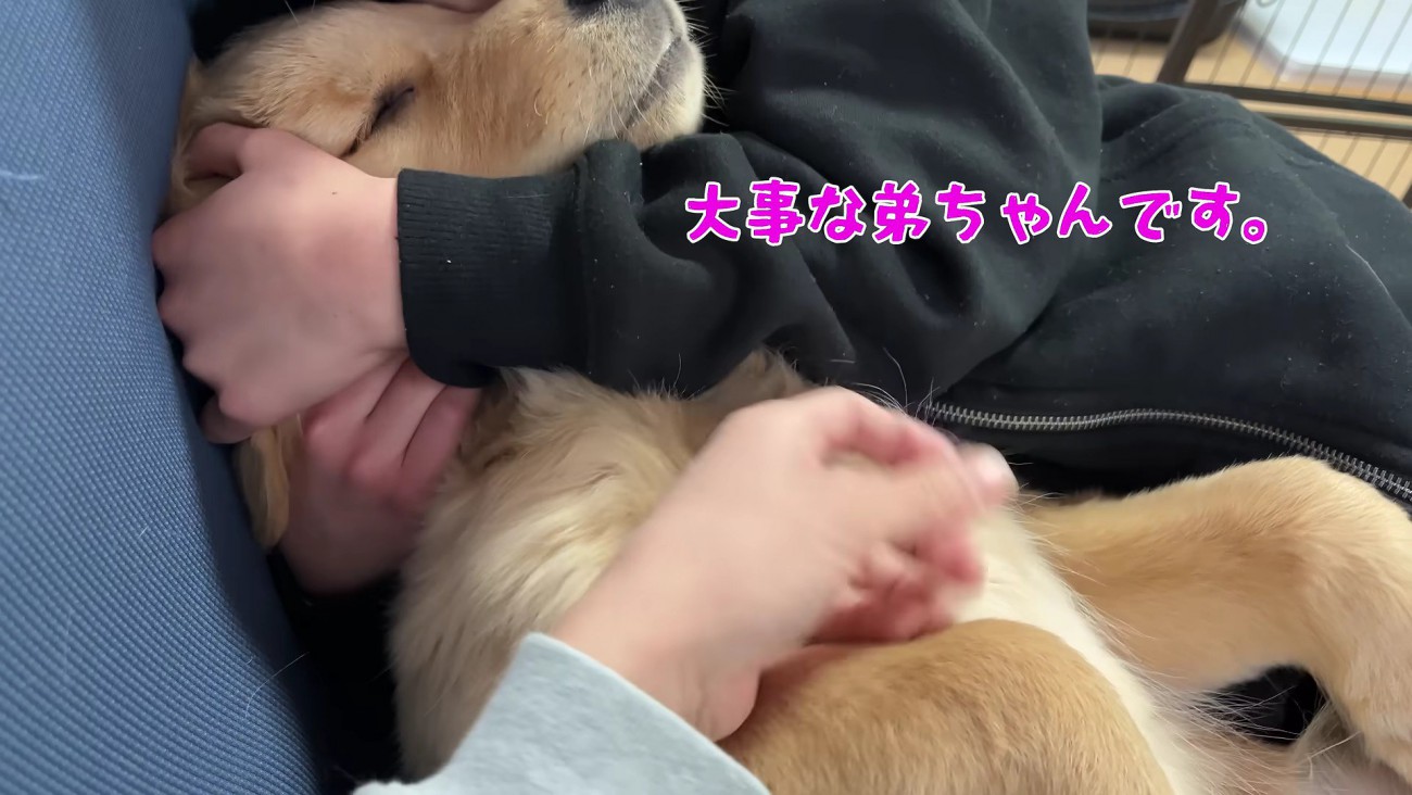 子犬期の娘さんとアルトちゃん