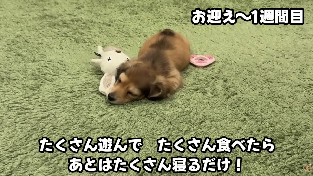 のびのびとした毎日