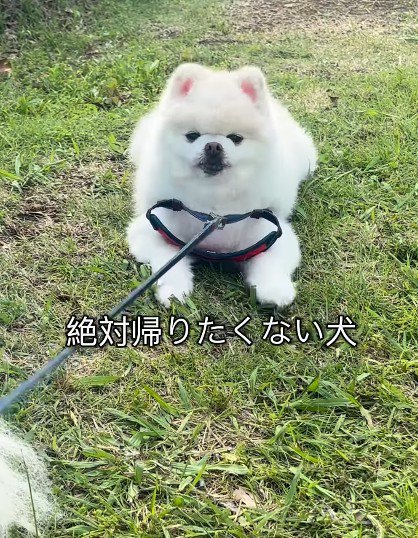 リードが抜けてしまうことも