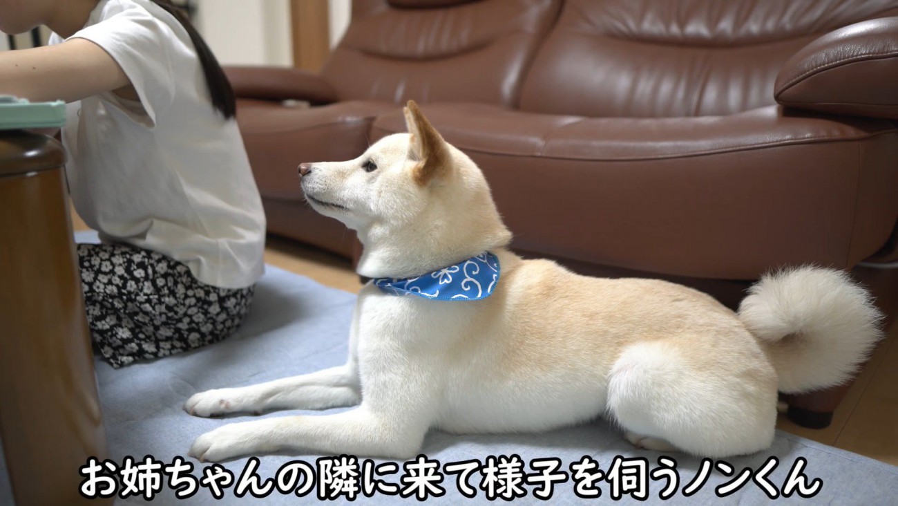 お姉ちゃんを静かに見守るノンくん