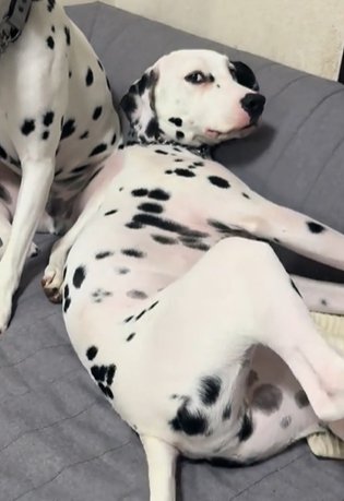 背中を向けてソファに寝転がり視線だけこちらに向けているダルメシアン