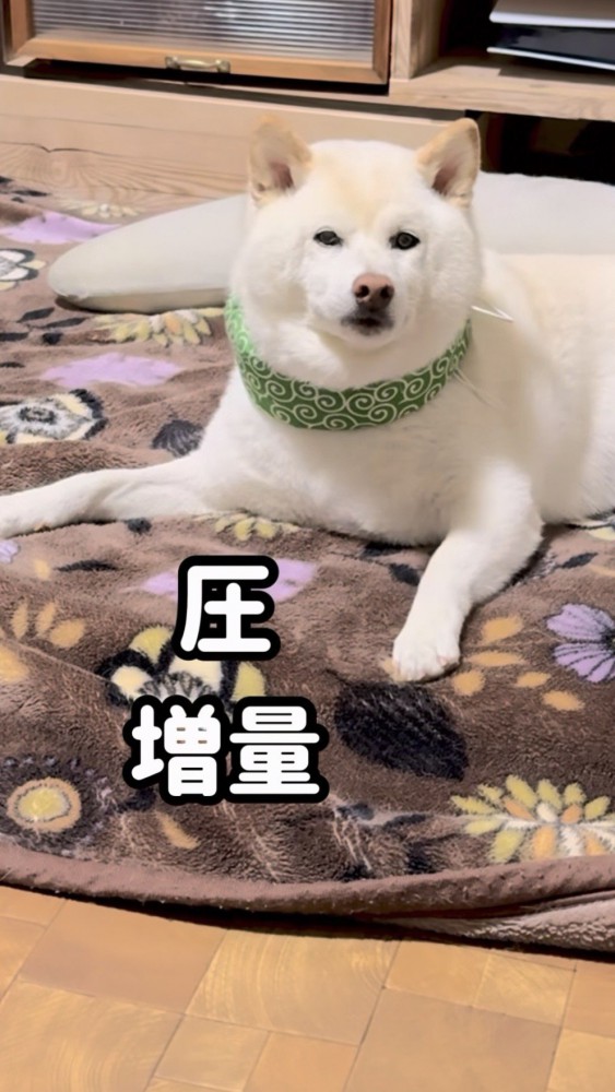 さらにガン見して圧をかける柴犬
