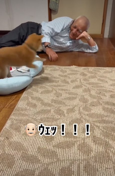 遊ぶ犬3