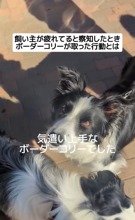 ジッピーくんの気遣い⑩