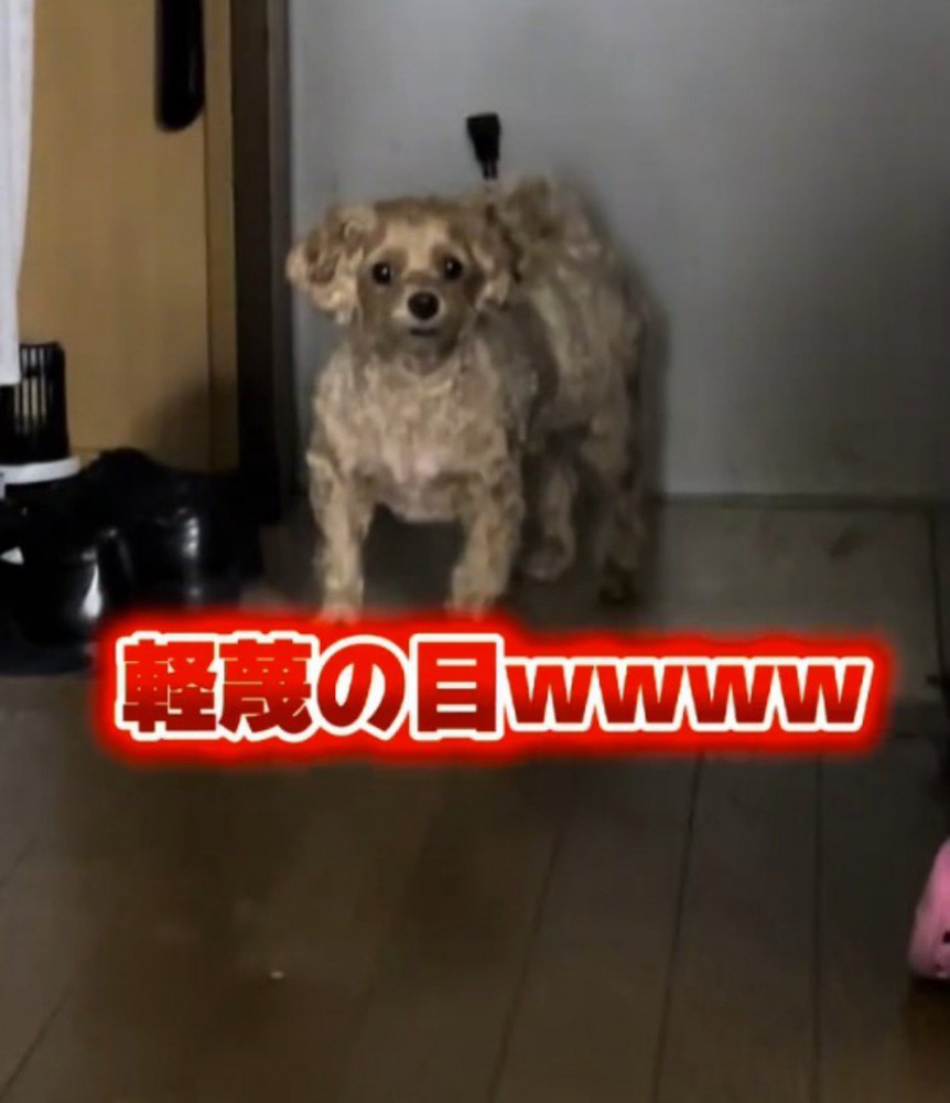 玄関から女性をジッと見つめる犬