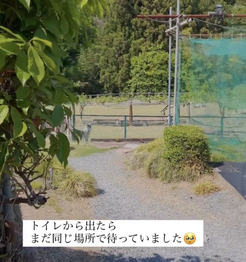 木の陰からフェンスを見つめる犬