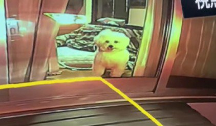 愛犬のむにちゃん！！