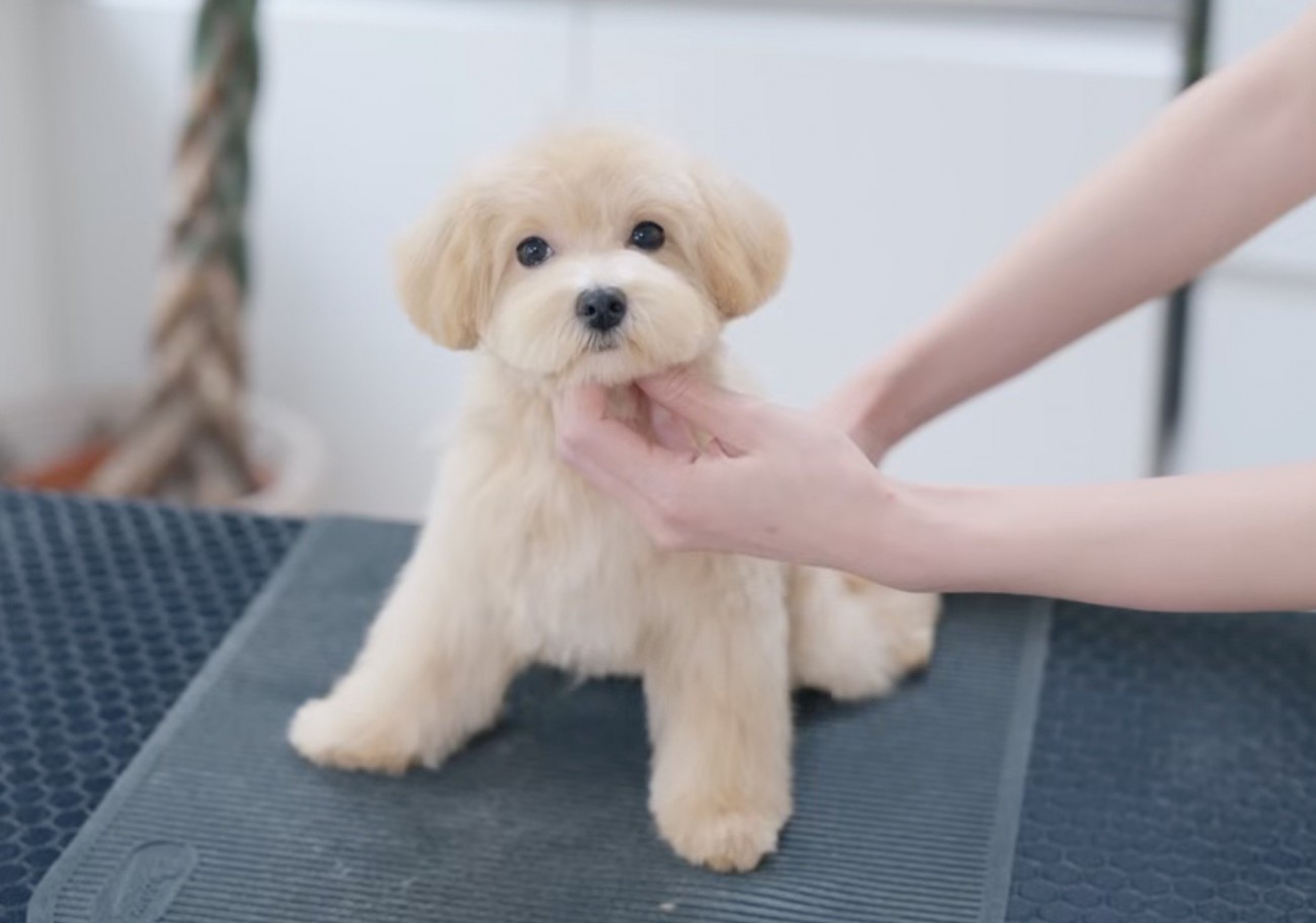 トリミングされてぬいぐるみのような姿になった犬