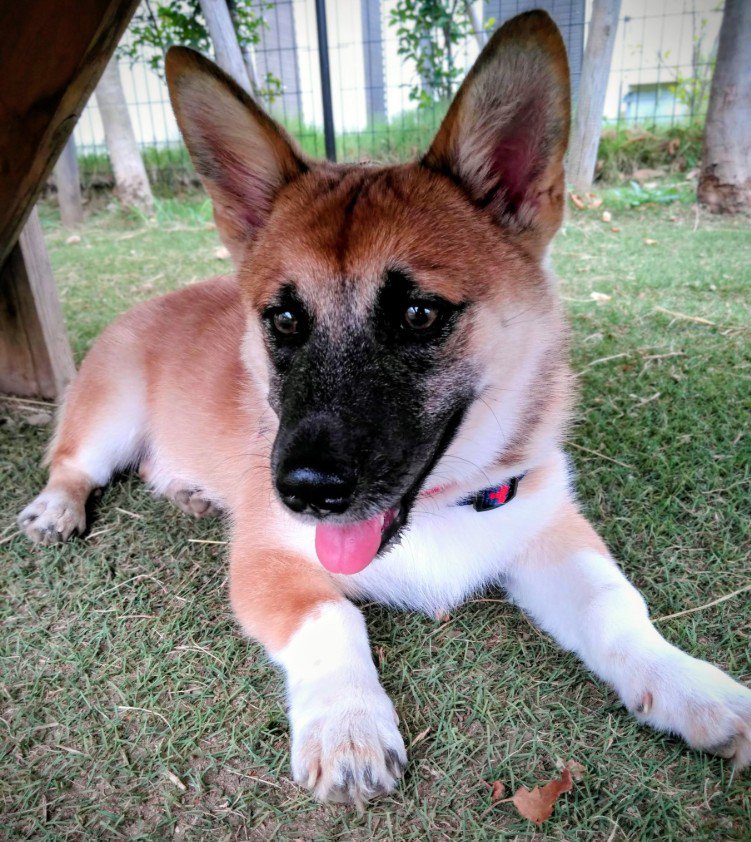 0歳の時のお兄ちゃん犬