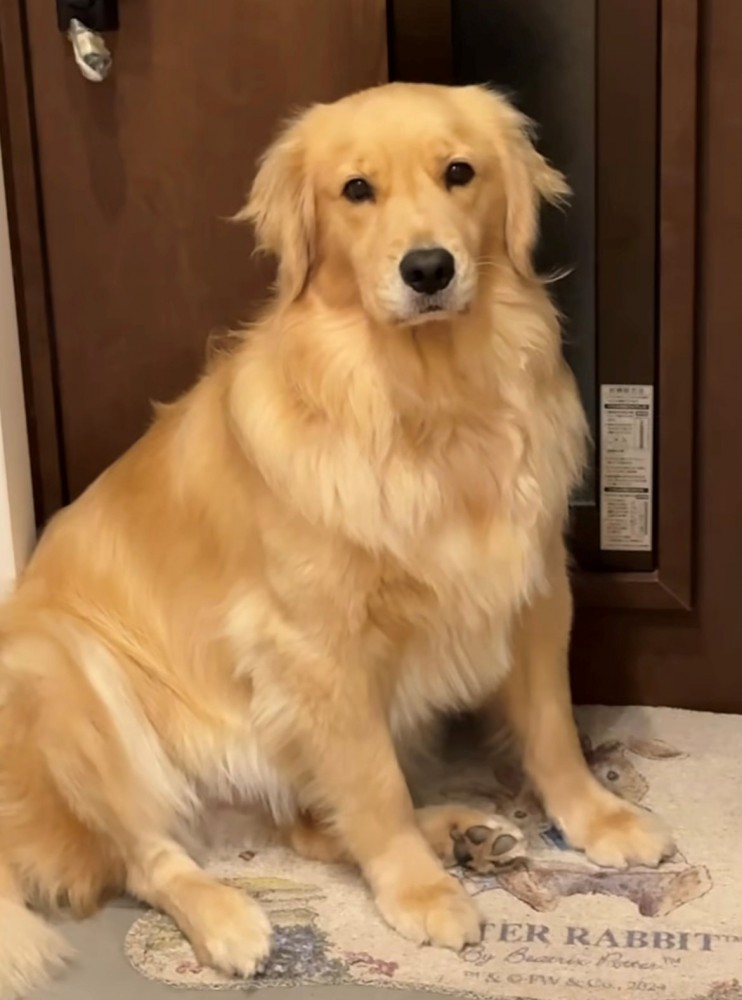 カメラ目線で訴える犬