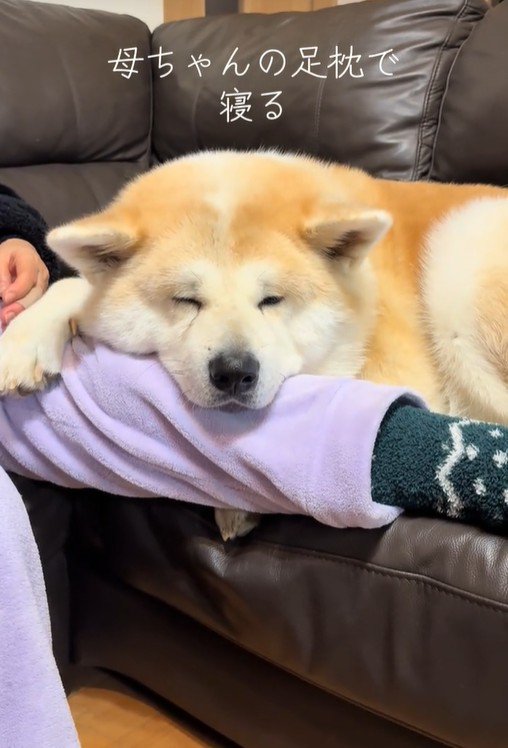 甘えん坊な駄偉助くんの日常3