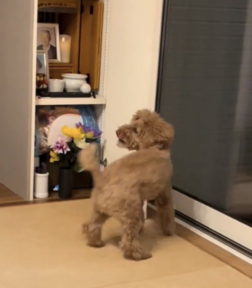 仏壇の前でしっぽを振る犬