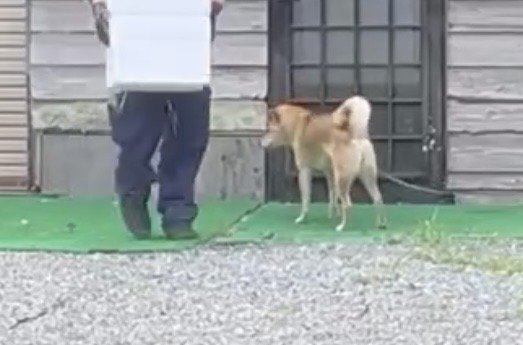 下を向く犬