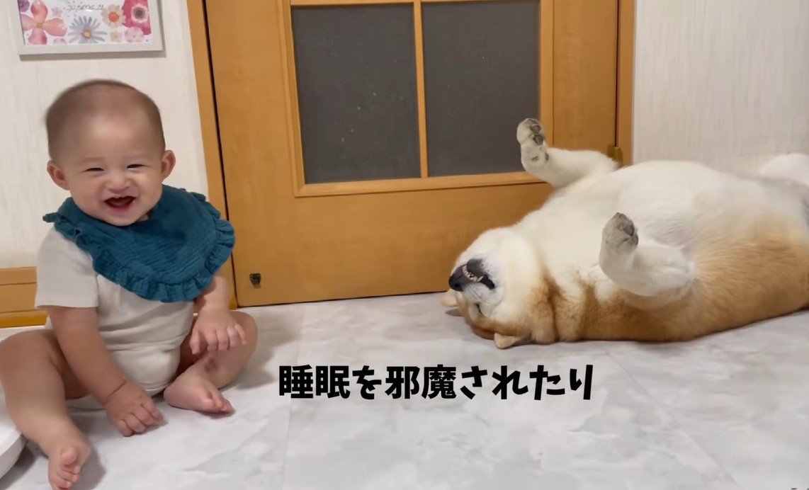 赤ちゃんと柴雄くんと茶太郎くん2