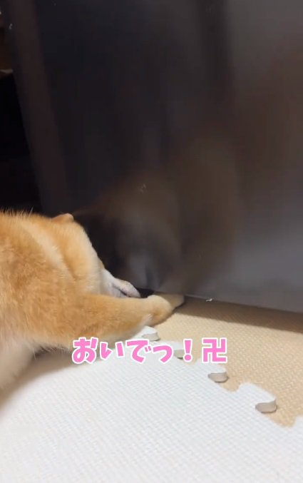 頑張るはなちゃん
