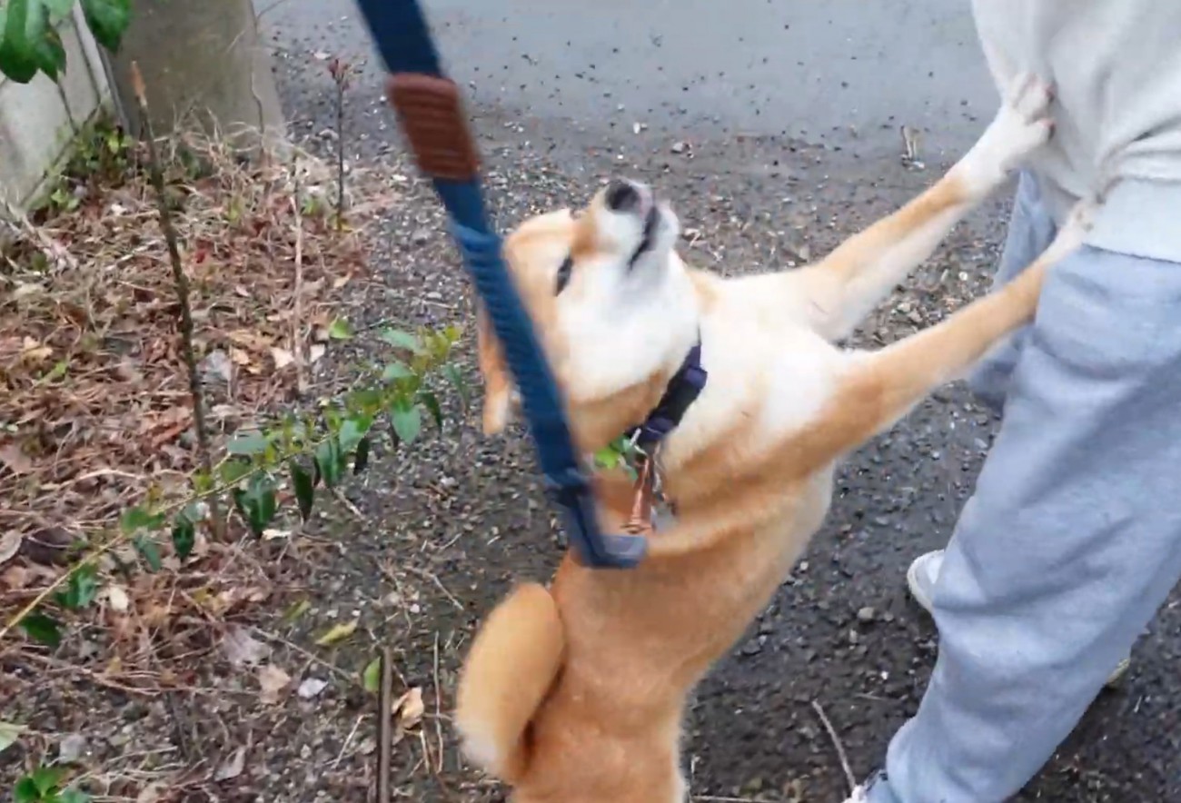 足元に駆け寄る柴犬