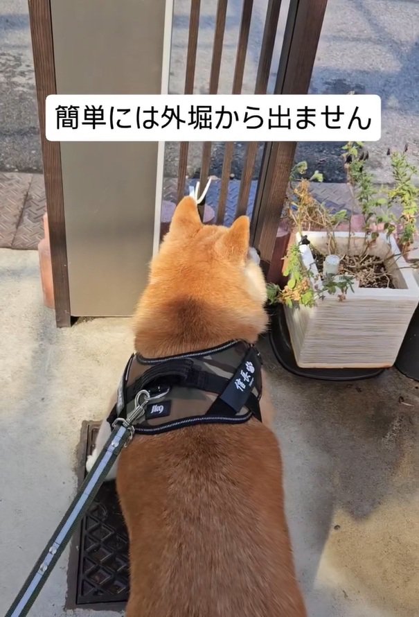 動かない信長くん
