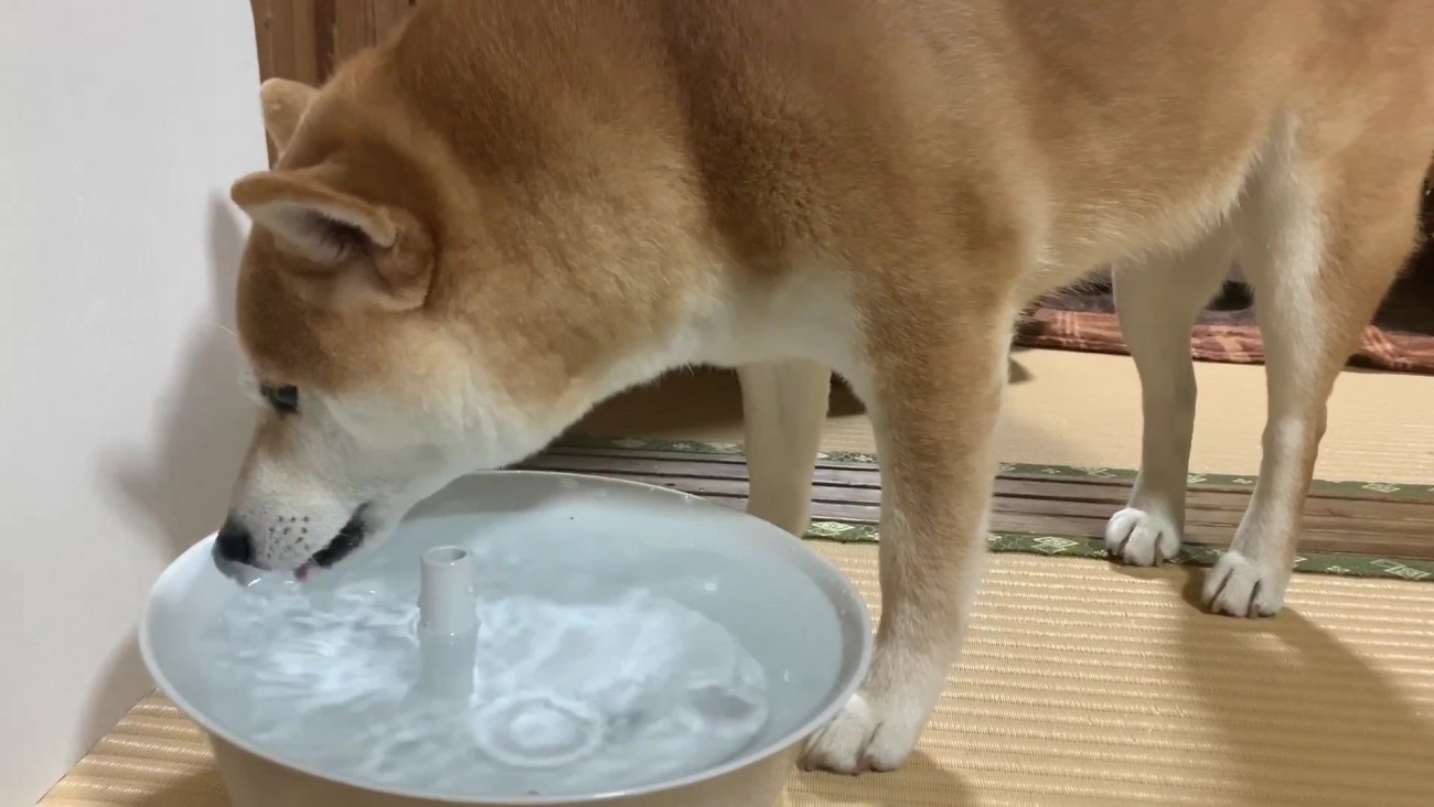 水を飲んでいる間に…