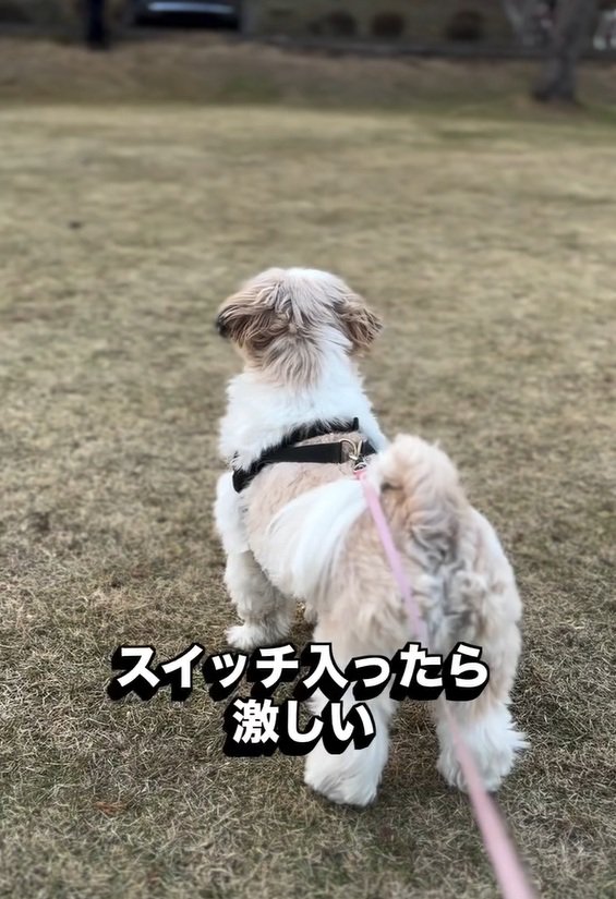 飼い主さんを見つけたピコちゃん