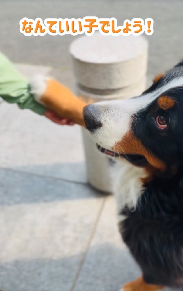 おてする超大型犬