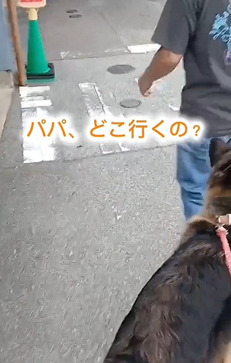 犬の後ろ姿1