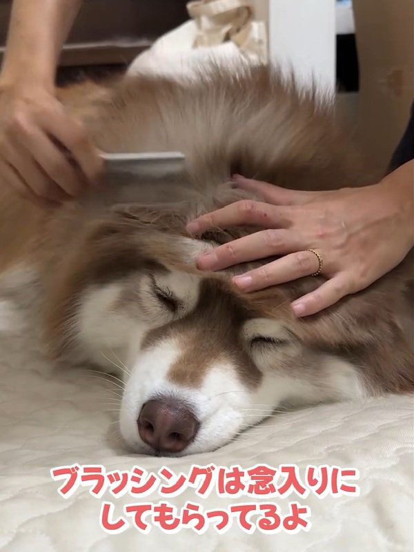 ブラッシングされるコスモくん