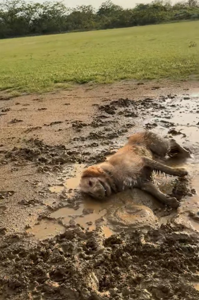 ドロドロになる大型犬
