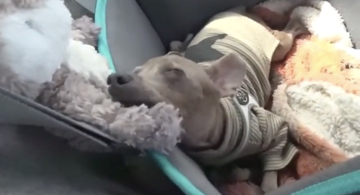 助手席で眠る犬