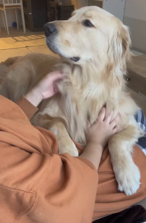 撫でてもらう大型犬