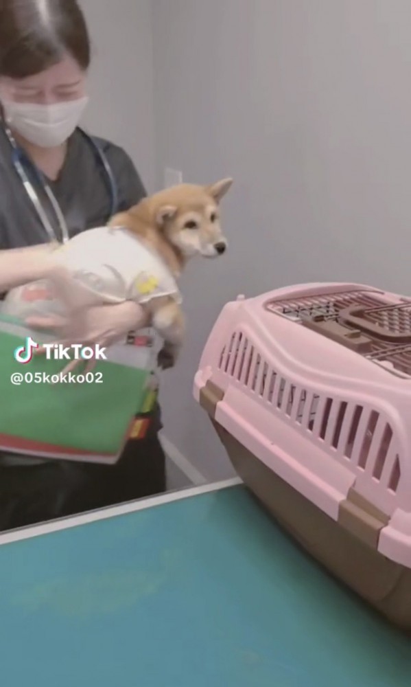 診察台の前に運ばれる犬
