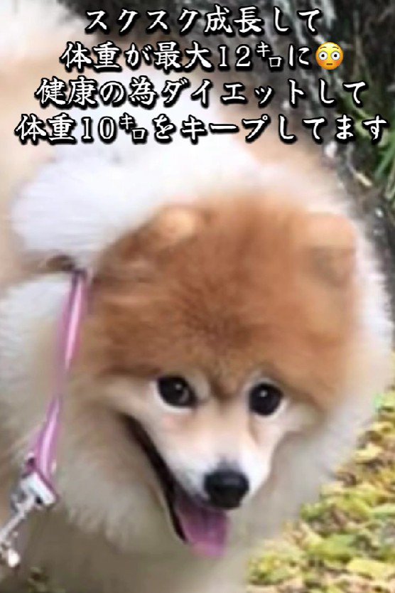 12キロのデカポメになったよ