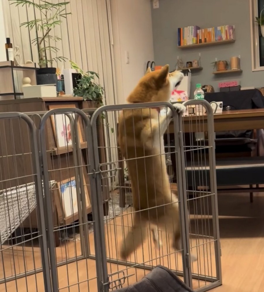 柵で懸垂する犬