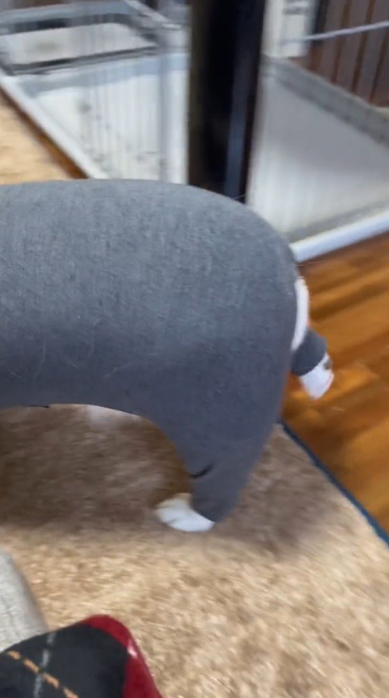 後ろ足を高く上げて歩く犬