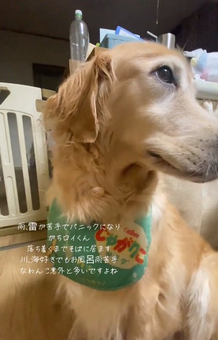 キョロキョロするロイくん