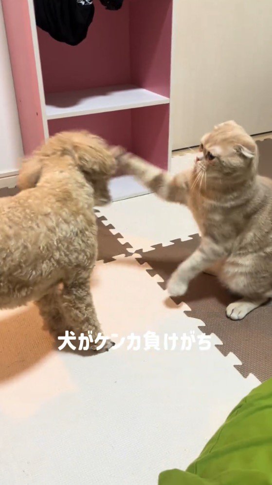 猫にパンチをされる犬
