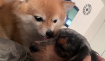同居犬のチョコちゃんも登場