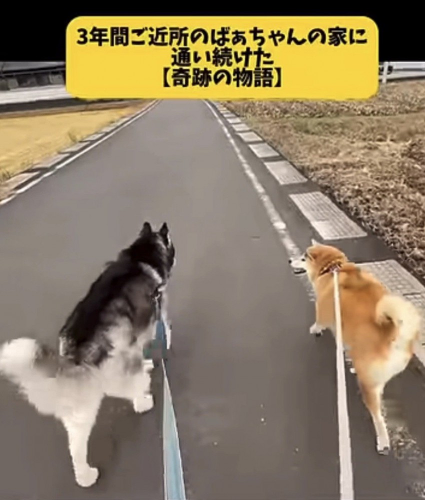 道を並んで歩く2匹の犬
