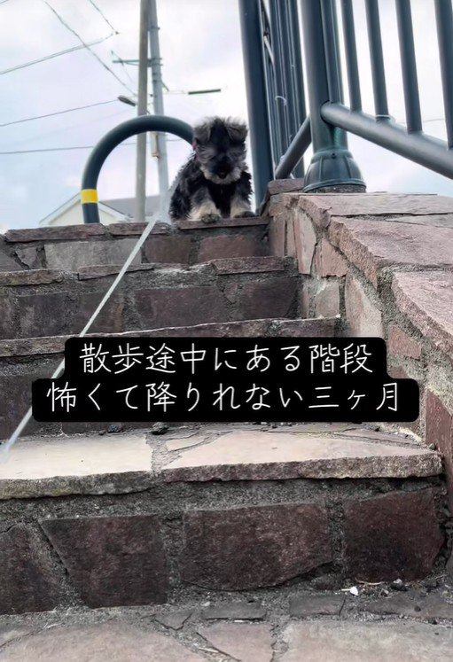 階段の前で立ち止まるボスくん