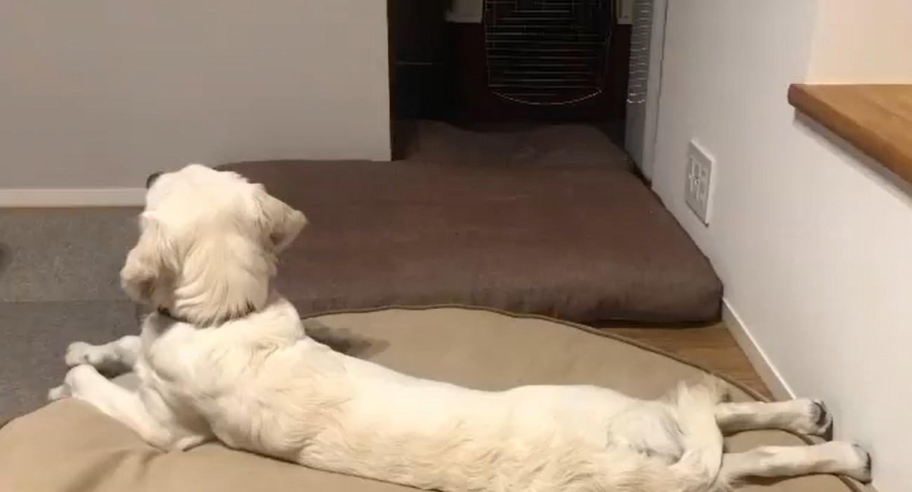 テレビを見るるちるちゃん1