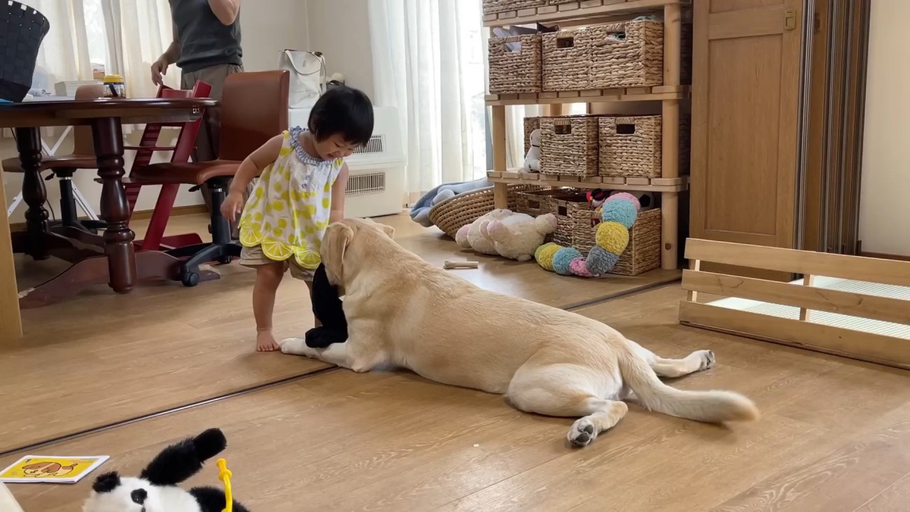 洗濯物で遊ぶ女の子とゴンちゃん