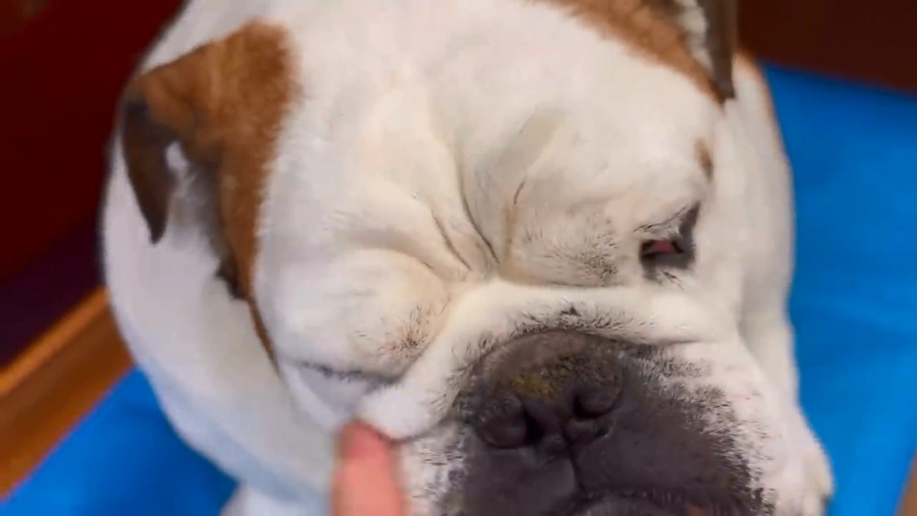 撫でられるまめちゃん